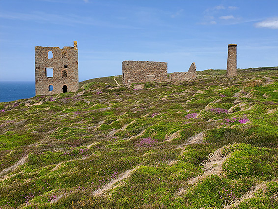 Heather around the ruins of Wheal Coates