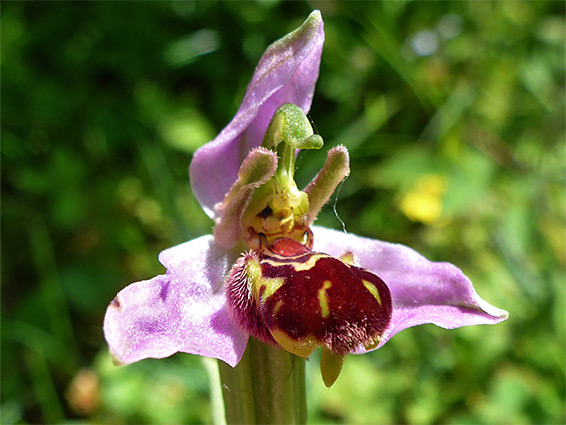 Bee orchid