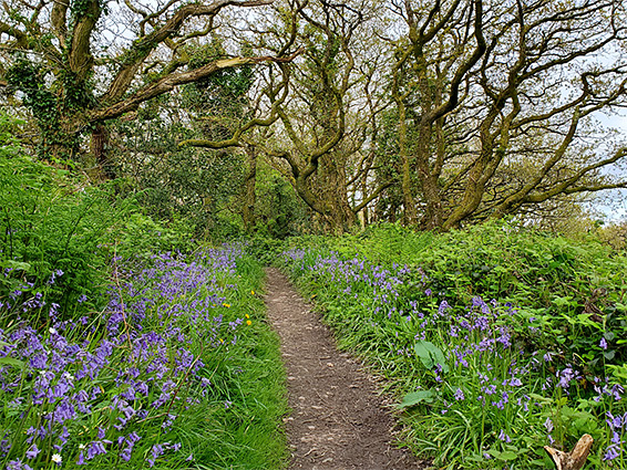 Path in Worthygate Wood