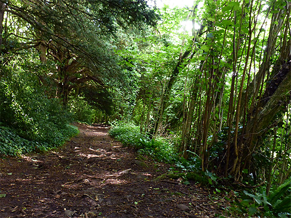 Path through the woods